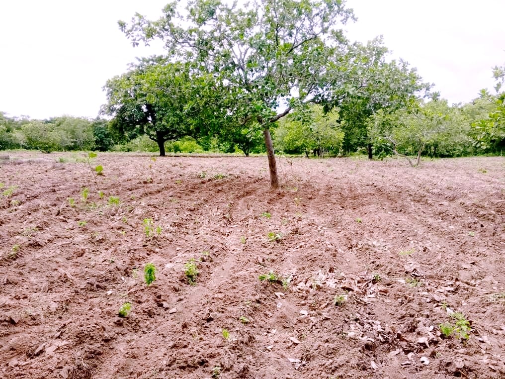 Domaine de 02 Hectares à Boko avec Attestation de Cadastre national 