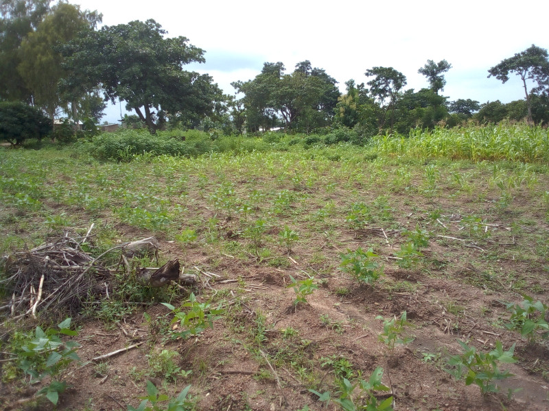 01 Parcelle de 600m² à Komiguea 