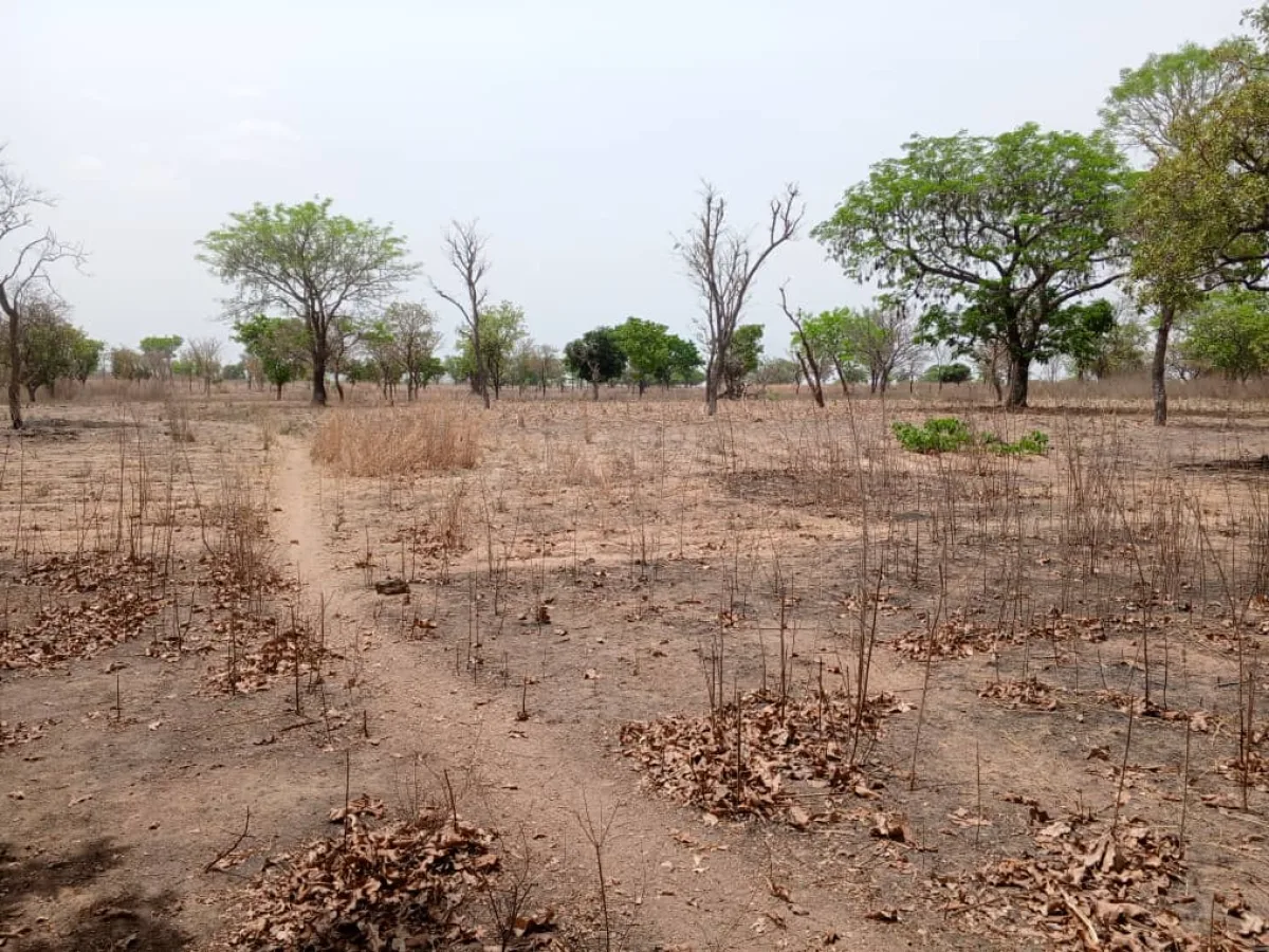 Terre agricole de 25ha à Kinnoukpanou