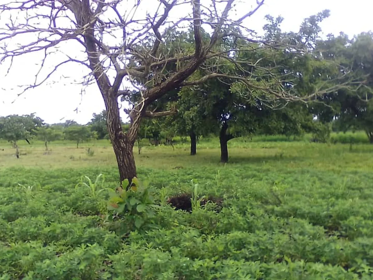 Terre agricole de 2ha à Toukossari 