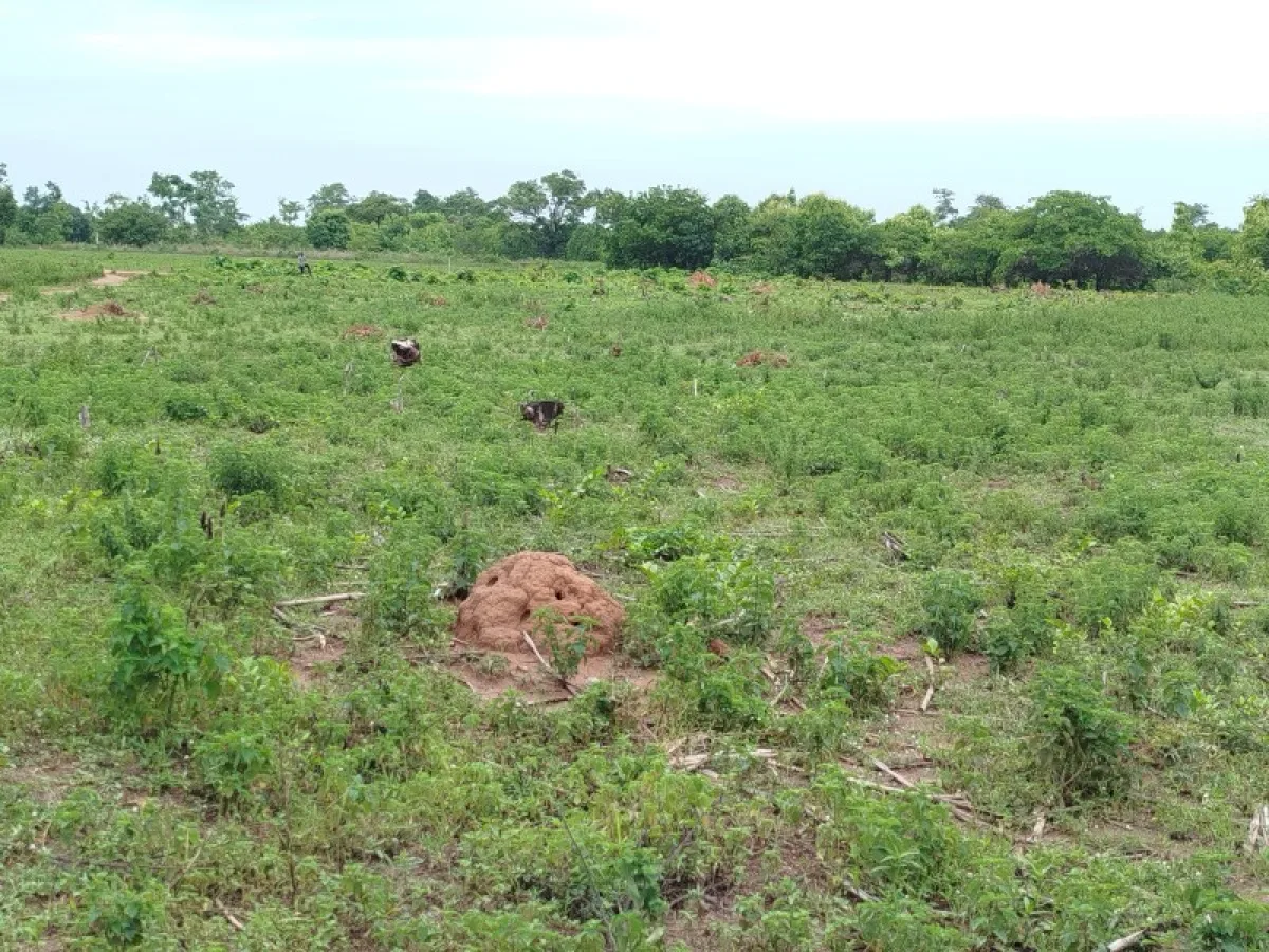 10 PARCELLES de 650m² chacune A BOKO