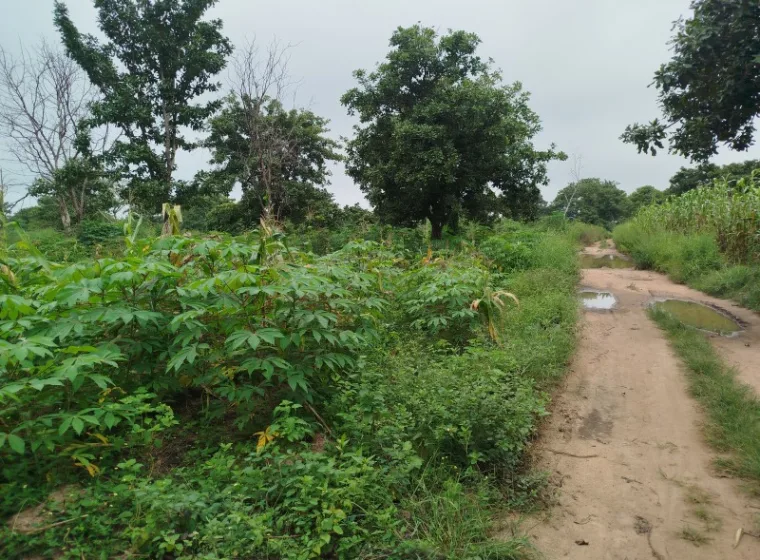 Terre agricole de 2ha56a à KOUBOU 