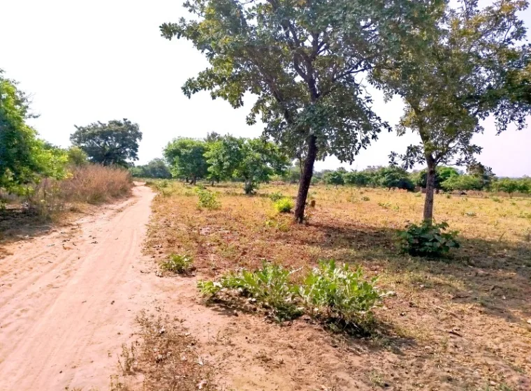 Terre agricole de 05ha à SANSON 